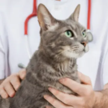 Gray Cat with Veterinarian